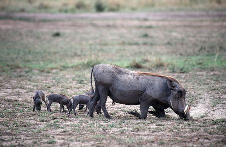 Warthog mother and piglets