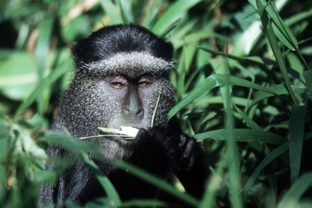 blue monkey feeding