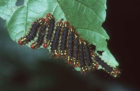 caterpillars lined up on leafの写真素材