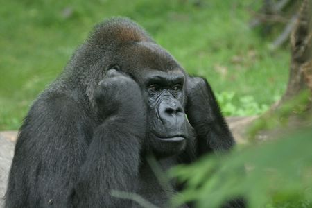 Disturbed gorilla shutting off the noise