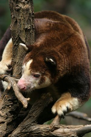 Tree Kangaroo Portrait