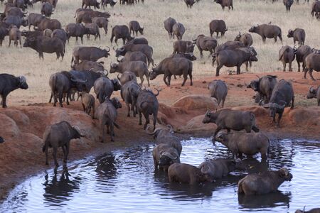 Herd of buffalos at a waterholeの写真素材