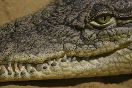 Crocodile Portrait