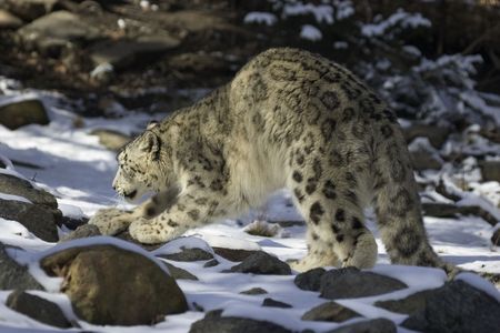 snow leopard arching backの写真素材