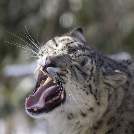 snow leopard yawnの写真素材