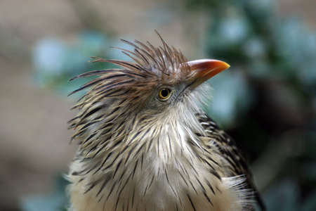 Guira Cuckooの写真素材