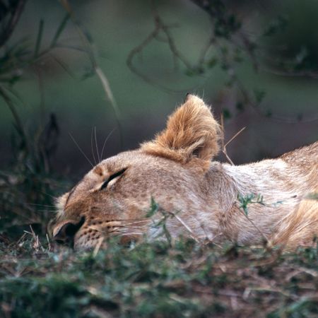 Lion Sleepingの写真素材