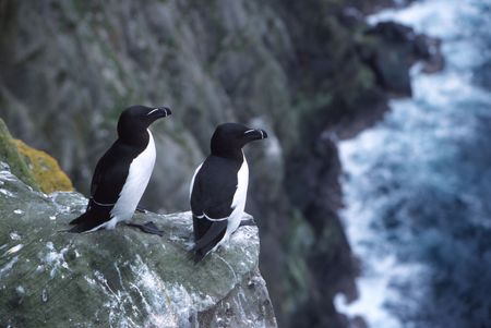 Pair of razorbills sitting on cliff edgeの写真素材