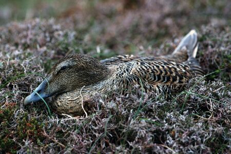 Eider duck female nestingの写真素材