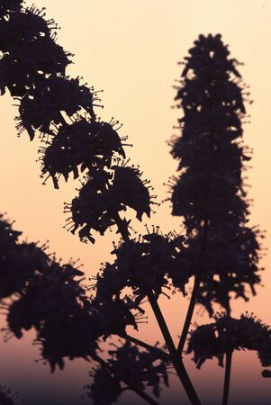 Mediterranean Flower at Sunset