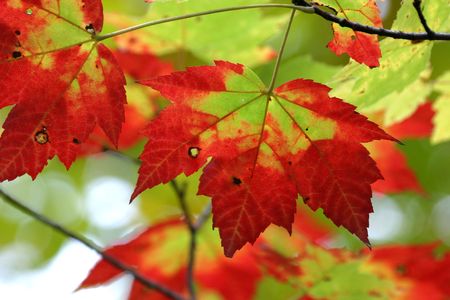 Sugar Maple Fall Foliage