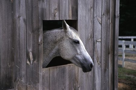 White Horse in Barnの写真素材