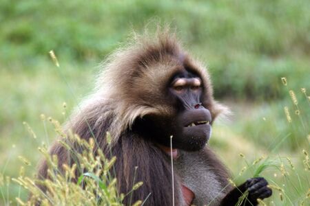 Gelada Baboon Threat Displayの写真素材