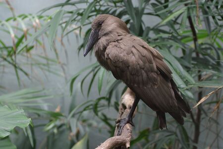 Hamerkopの写真素材