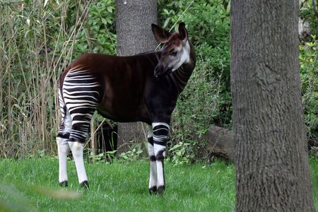 Okapi Forest Giraffeの写真素材