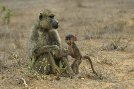 female yellow baboon with young  standing next to herの写真素材