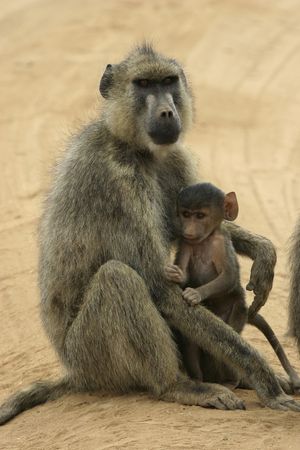 female yellow baboon with young の写真素材