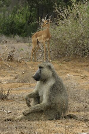 male yellow baboon and impala antelopeの写真素材