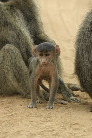 yellow baboon  making its first step into the worldの写真素材