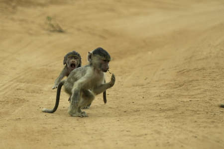two baboon infants chasing each otherの写真素材