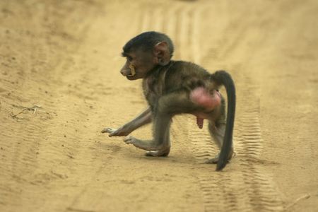 young male baboon の写真素材