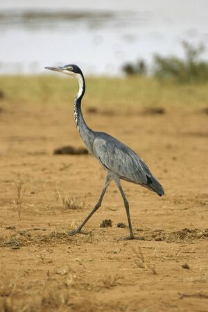 black necked heron walking on red soil of tsavo national park kenyaの写真素材