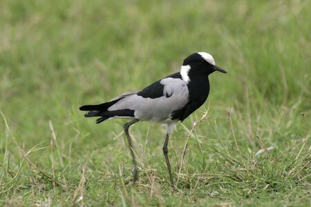 Blacksmith Ploverの写真素材