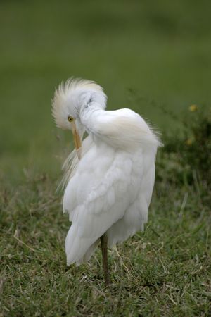 cattle egret preeningの写真素材