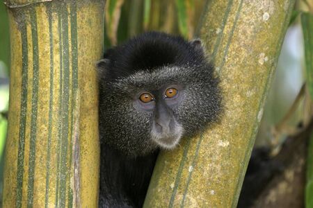 blue monkey portraitの写真素材