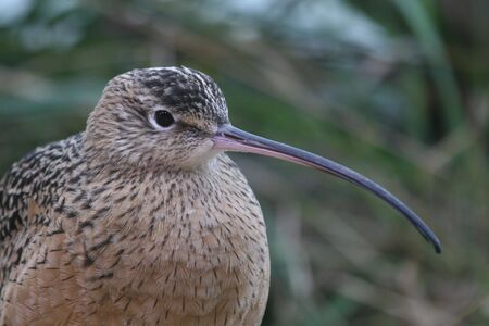 Portrait of Whimbrelの写真素材