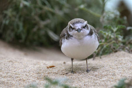 Sandpiper Portraitの写真素材
