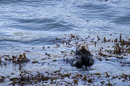 California Sea Otterの写真素材
