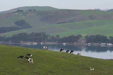 Hilly lakeside pastures with farm houses along shore in Point Reyes National Seashore, Californiaの写真素材