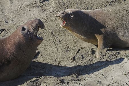 Two elephant seals facing each other in fightの写真素材