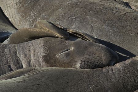 Elephant Seal Snuggling Upの写真素材
