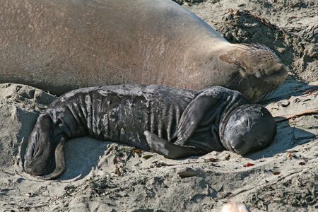 Elephant seal mother and pupの写真素材