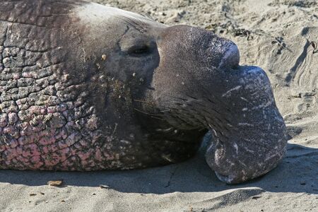 Portrait of elephant seal bullの写真素材