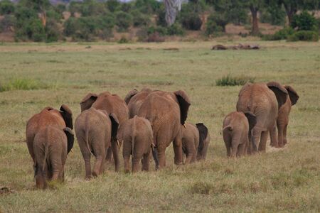 African Elephants walking in line through savannaの写真素材