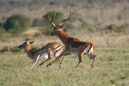Impala antelope buck herding one of his femalesの写真素材
