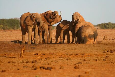 Herd of African Elephants at the water hole in Tsavo National Park, Kenyaの写真素材