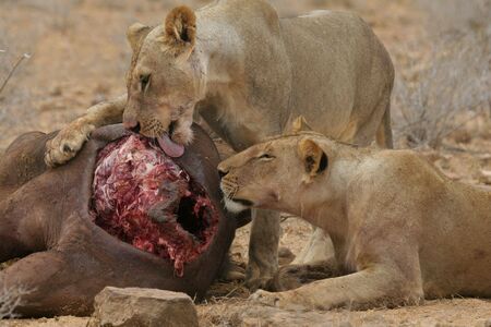 Tsavo lions at buffalo kill feastの写真素材