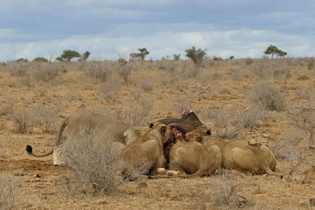 Four lions feeding together on killed buffalo, landscape view of arid bushland in Tsavo National Park, Kenyaの写真素材