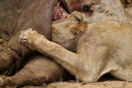 Lion digging head into buffalo killの写真素材