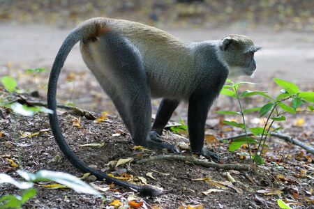 Female sykes monkey
