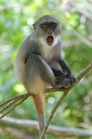  of Sykes monkey, Cercopithecus mitis albogularis, yawning