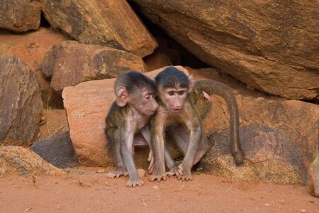 Two  baboon palsの写真素材