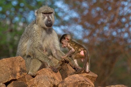 Baboon mother and newborn  making first steps into the worldの写真素材