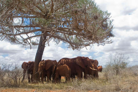 Herd of African elephants sheltering from sun under tree in Tsavo National Park, Kenyaの写真素材