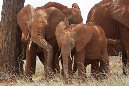 Two african elephant siblings standing under a tree, Tsavo National Park, Kenyaの写真素材