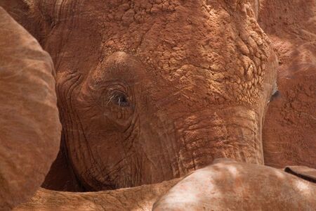 Close-up view of African elephant covered in red mud, Tsavo National Park, Kenyaの写真素材